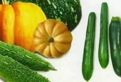 吃瓜团团瓜,揭秘吃瓜团团瓜的传奇故事