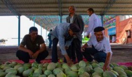 巴基斯坦人吃瓜,瓜果飘香，生活滋味