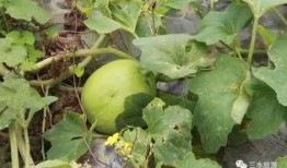 农场经常吃的瓜,农场日常美食之旅