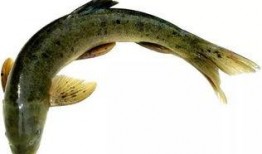 吃货吃八瓜鱼长视频,吃货挑战长视频，解锁独特海鲜风味