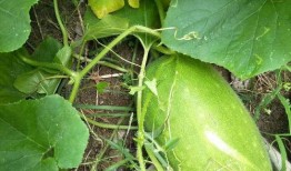 巨型瓜怎么吃,解锁美味新境界