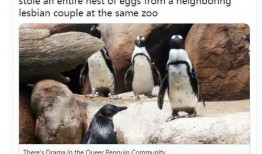 企鹅吃瓜头像,揭秘娱乐圈幕后风云