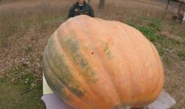 巨型瓜怎么吃,解锁美味新境界