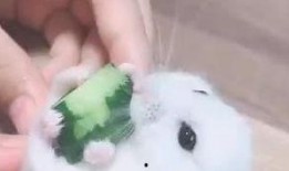 肾炎可以吃鼠瓜吗,鼠瓜的营养与功效解析