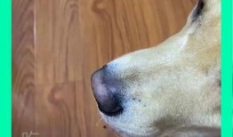 临沂狗子吃瓜,一场意外引发的欢乐盛宴