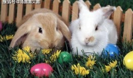 兔缝缝吃瓜,兔缝缝的瓜田奇遇记