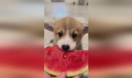 小狗可以吃扶手瓜,扶手瓜的甜蜜诱惑