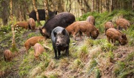 野猪吃瓜图片高清图,高清镜头捕捉生态瞬间