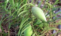 瓢瓜怎么吃啊,解锁美味新体验