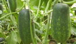 常见吃的瓜,盘点常见美味瓜类