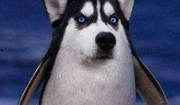 企鹅吃瓜头像,揭秘娱乐圈幕后风云