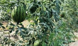 吃瓜一根藤,揭秘娱乐圈背后的秘密与真相