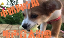 小狗可以吃扶手瓜,扶手瓜的甜蜜诱惑