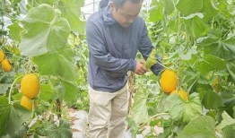 桂林路吃瓜,街头热辣吃瓜，揭秘美食背后的故事