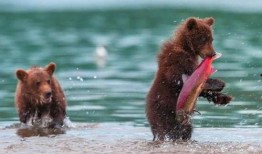 吃瓜小熊椰树,一场甜蜜的夏日邂逅