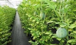 西瓜大棚摘瓜吃,西瓜摘瓜食趣记