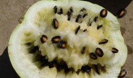 籽瓜熬吃作用,养生保健的天然良方