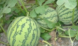 睡醒吃瓜,揭秘娱乐圈那些不为人知的幕后故事