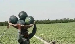 巴基斯坦人吃瓜,瓜果飘香，生活滋味