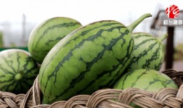 桓台吃瓜事件,一场引发社会热议的“瓜农维权”风波