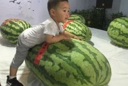 吃瓜事件大连,揭秘背后真相与网络舆论风暴