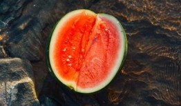 长弓燧龙吃瓜,古生物界的“吃瓜群众”