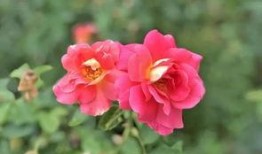 小玫瑰吃瓜,小玫瑰的瓜田奇遇记