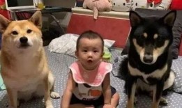 黑柴吃瓜噎着了,小心食物安全