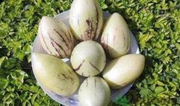 印度茄瓜怎么吃,探索异国风味