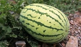 吃瓜群要钱吗,究竟要不要给钱？