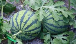 吃瓜的很多,揭秘娱乐圈背后的故事