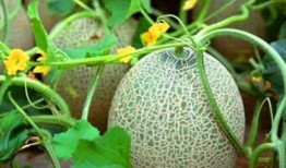 哈密瓜吃的是什么部分,揭秘食用的黄金部分