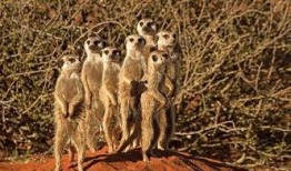 吃瓜群众狐獴,揭秘娱乐圈的“吃瓜”真相