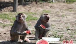 狒狒吃瓜了没,真相背后的趣味故事