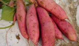 孕期可以吃土瓜吗,土瓜食用指南