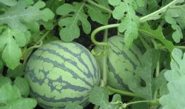 武陵吃瓜,探寻吃瓜文化的魅力所在