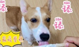 狗狗水里吃瓜,狗狗欢乐戏水瞬间