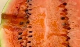 吃瓜吃到臭虫味,揭秘夏日消暑美食背后的惊悚真相