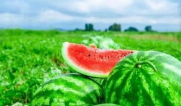 05后吃瓜,揭秘网络时代的“瓜界风云”