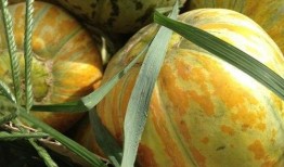 面瓜可以怎么吃,创意烹饪方法大盘点