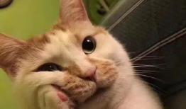 吃瓜小猫背影头像,窥探网络潮流的可爱身影