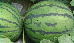 吃瓜丝可以丰胸吗