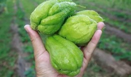 瓜哥带你吃瓜最新,揭秘娱乐圈那些事儿