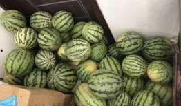 德阳班级群吃瓜,一场别开生面的“吃瓜”盛宴