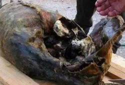 吃瓜最新事件尸体吃肾,尸体肾脏神秘失踪，吃瓜群众热议背后的真相