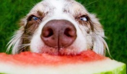 拿盆吃瓜的狗,捕捉一只拿盆吃瓜的萌犬瞬间