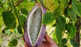 学霸吃八月瓜是什么意思