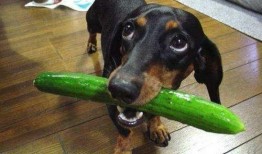 狗狗水里吃瓜,狗狗欢乐戏水瞬间