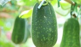 天热吃的瓜,天热必吃的清凉瓜果盘点