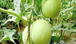 姜老师吃瓜,揭秘娱乐圈幕后故事